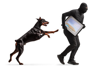 Doberman dog chasing a burglar in black clothes and balaclava stealing a painting
