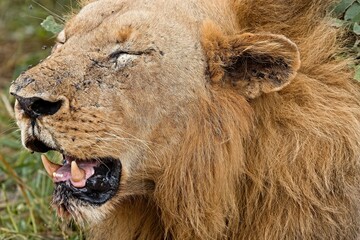 Lion (Panthera leo) in South Luangwa National Park. Zambia. Africa.