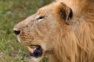 Lion (Panthera leo) in South Luangwa National Park. Zambia. Africa.