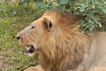Lion (Panthera leo) in South Luangwa National Park. Zambia. Africa.