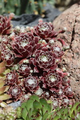 Sempervivum arachnoideum SCHWARZE WITWE rojnik pajęczynowaty