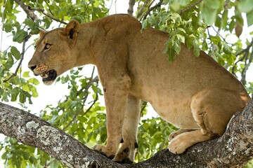 Naklejka premium Lioness (Panthera leo) on a tree in South Luangwa National Park. Zambia. Africa.