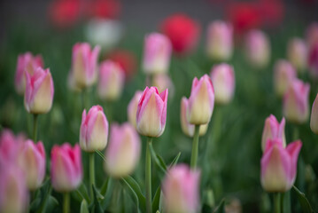 サラキ岬のチューリップ