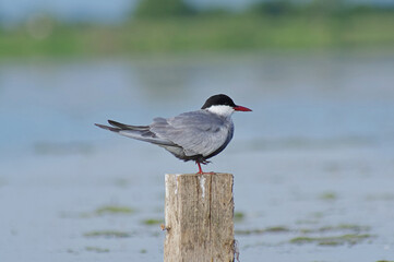 Chlidonias hybrida. 
Rest after meal. A day on the bird migration route