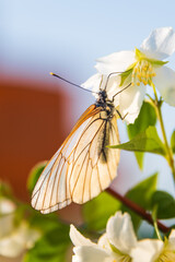Hawthorn butterfly (Aporia crataegi) from the white butterfly family. Early Summer Concept, Macro...