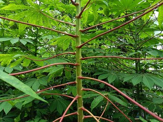 Cassava plant with green leaves growing in the garden