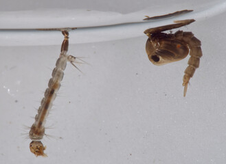 Macro of mosquito larva and pupa of the Dengue vector mosquito (Aedes aegypti).