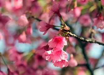 Spring blooming a small tree Taiwan cherry, Formosan cherry, or bellflower cherry (lat.- Prunus campanulata)