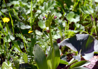 Spring bloom of a wild orchid (lat.- Ophrys umbilicata)