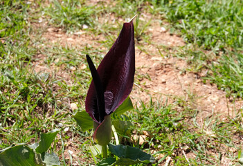 Beautiful loof flower (lat.- Arum palaestinum)