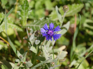 Blooming wild Syrian cornflower (lat.- Centaurea cyanoides) in the meadow