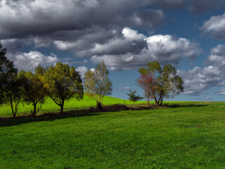 Obraz premium Drzewa