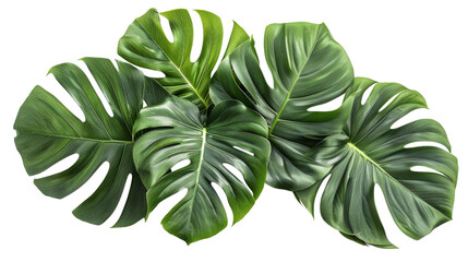 A vibrant bunch of green monstera leaves elegantly arranged on a pristine white background