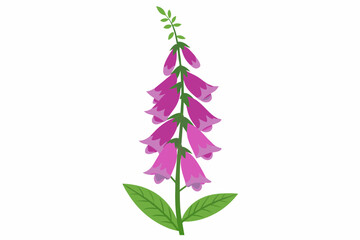  A beautiful foxglove flower vector artwork illustration  © Jannatul