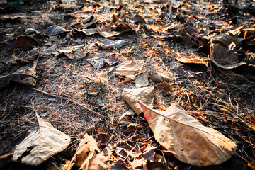 Shallow depth of field shot of Brown dry leaves piling on the ground leaves in the middle of the forest have fallen and are dry. a pile of dry leaves. dry leaves fall from the trees,soft focus.
