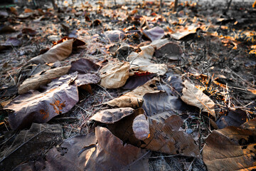 Shallow depth of field shot of Brown dry leaves piling on the ground leaves in the middle of the forest have fallen and are dry. a pile of dry leaves. dry leaves fall from the trees,soft focus.
