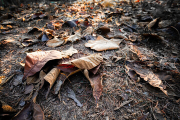 Shallow depth of field shot of Brown dry leaves piling on the ground leaves in the middle of the...
