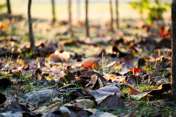 Shallow depth of field shot of Brown dry leaves piling on the ground leaves in the middle of the forest have fallen and are dry. a pile of dry leaves. dry leaves fall from the trees,soft focus.