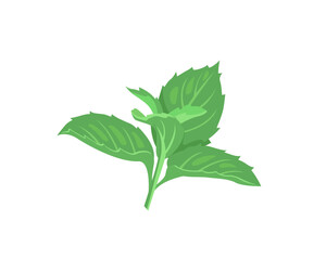 Green leaves of mint. Twig of green fresh mint isolated on white background. Vector cartoon illustration.