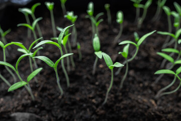 Young seedlings of cucumbers in tray