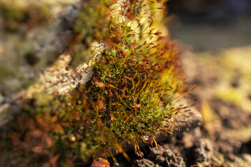 Moss with seed capsules, spore capsules, natural monument macro photo, close-up