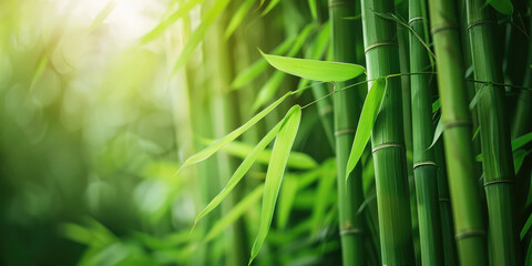 Fototapeta na wymiar Summer morning in a bamboo grove. Nature relax wallpaper.