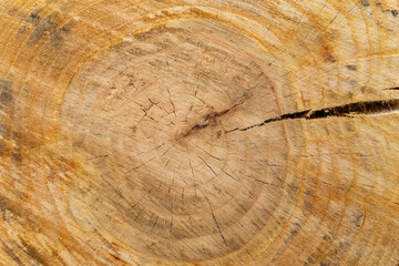 Naklejka premium Ideal round cut down tree with annual rings and cracks. Wooden texture