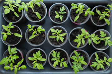 Tomato seedlings growing in a plastic multitray on a sunny windowsill.
