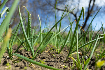 Green onions grow in the garden outdoors. Panorama. Growing organic vegetables