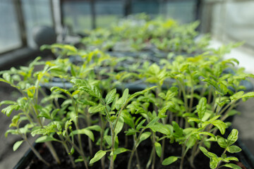 Seedlings on the balcony. Gardening. Shoots and plants, growing, windowsill. Selective focus