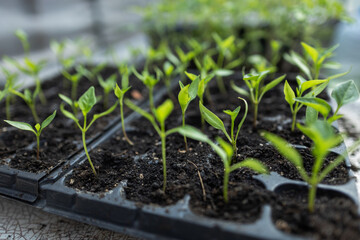 Tomato seedlings growing in a plastic multitray on a sunny windowsill.