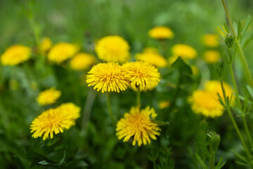 Yellow dandelion flowers Taraxacum officinale. Dandelions field background on spring sunny day.
