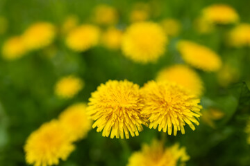 Yellow dandelion flowers Taraxacum officinale. Dandelions field background on spring sunny day.