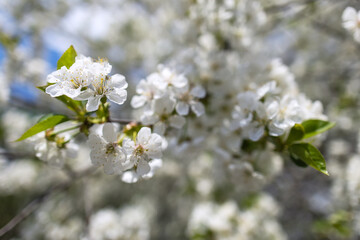 Blossoming cherry tree with white flowers in spring