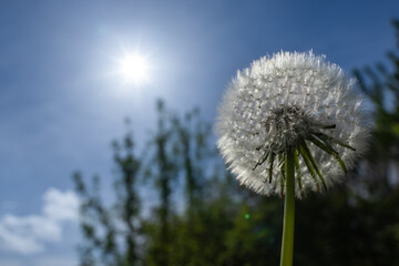 Obraz premium Dandelion on blue sky background