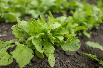 radish cultivation lines in the greenhouse, radish plants ready for harvesting in fertile soil