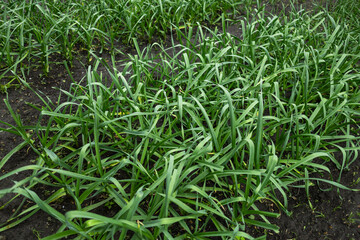 Green garlic grows in the ground in the spring. Organically grown plantation of garlic in the vegetable garden