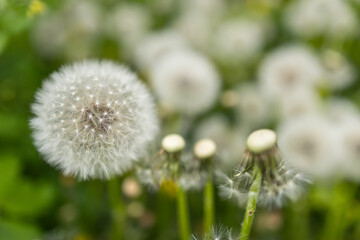 Fluffy dandelion flower against the background of the summer landscape