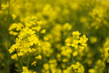 Close-up of canola or rapeseed blossom Brassica napus