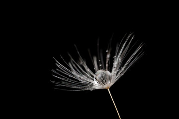 Beautiful shiny dew water drop on dandelion seed in nature macro on black background