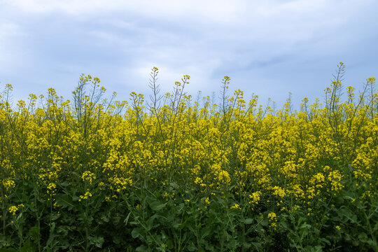 Rapeseed field with blue sky and clouds in summer day