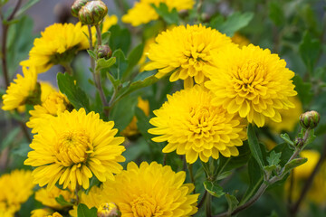 Colorful yellow and orange chrysanthemum flower bloom in the farm