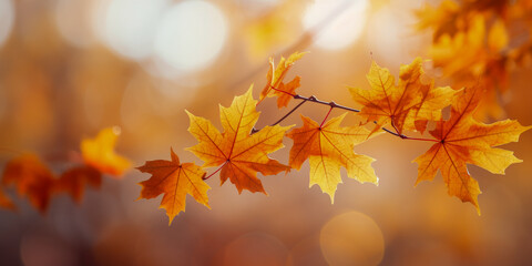 Naklejka na ściany i meble Golden Maple Leaves in Autumn Sunlight Serene Fall Foliage in Warm Tones