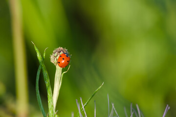 ladybug perching on the plant close-up