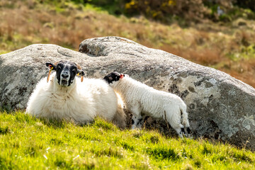 A blackface sheep family in a field in County Donegal - Ireland