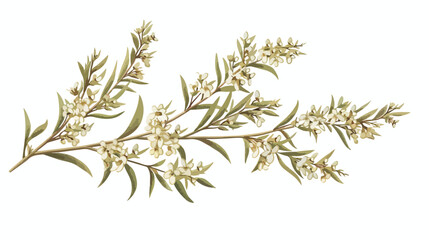 Sagebrush flower isolated on white background. Detail