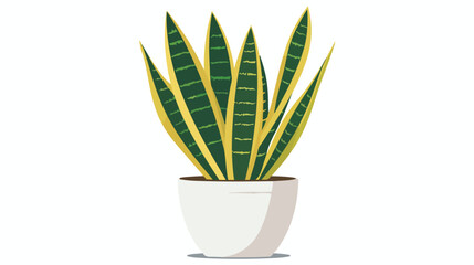 Sansevieria cylindrica houseplant flat vector illustration