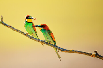 The European bee-eater (Merops apiaster) with an insect in its beak