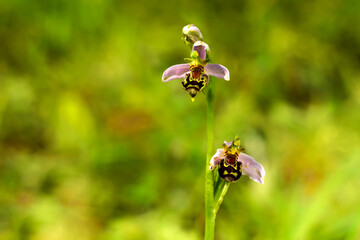 Flower detail of a fully blooming wild orchid commonly known as the bee orchid, Latin Ophrys...