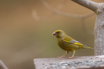 European greenfinch, Carduelis chloris